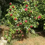 Nena 3* Apartman